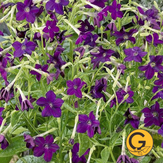 Nicotiana 'Perfume Deep Purple' // Pre-Order