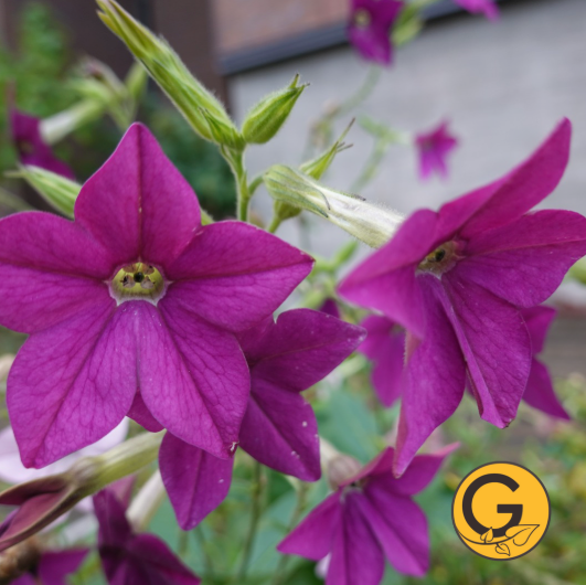 Nicotiana 'Perfume Deep Purple' // Pre-Order