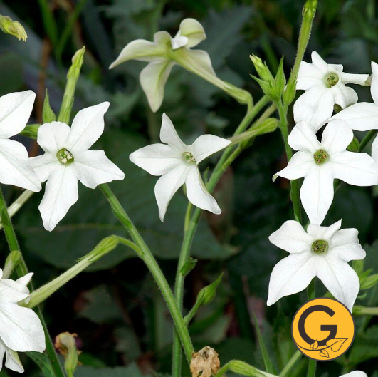 Nicotiana 'Fragrant Cloud' // Pre-Order