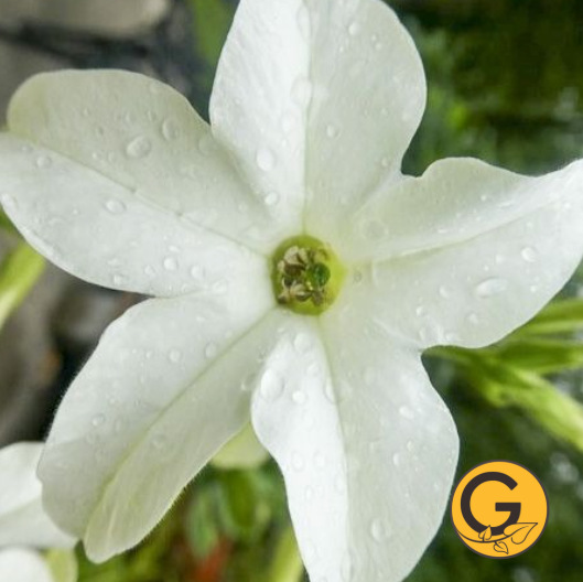 Nicotiana 'Fragrant Cloud' // Pre-Order