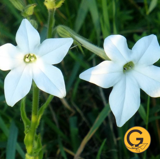 Nicotiana 'Fragrant Cloud' // Pre-Order
