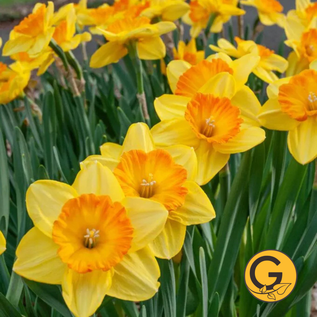 Daffodil 'Pride of Lions' // Pre-Order