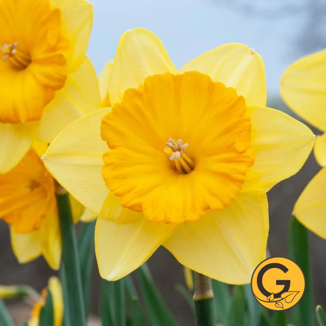 Daffodil 'Pride of Lions' // Pre-Order