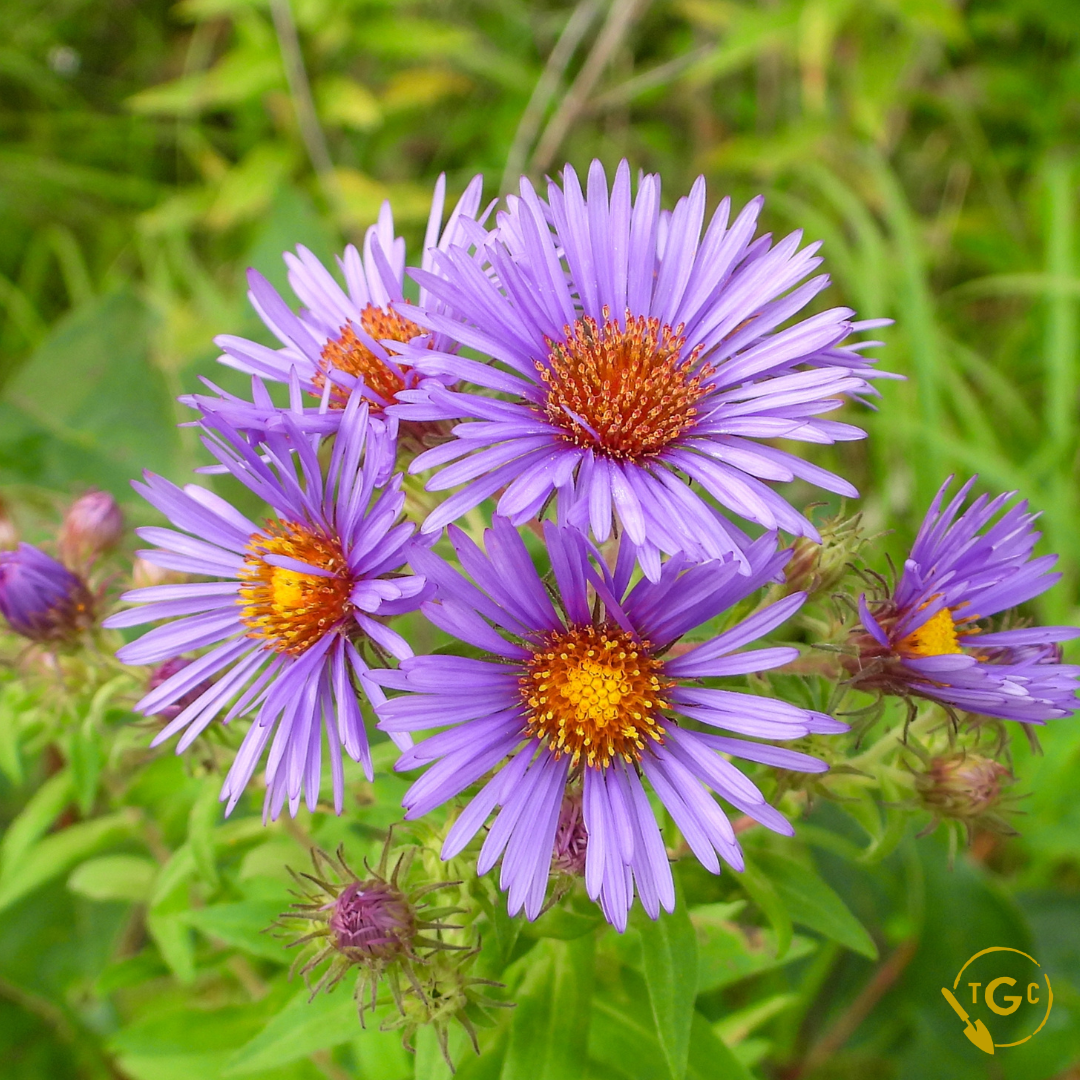 New England Aster (Ecotype 59)