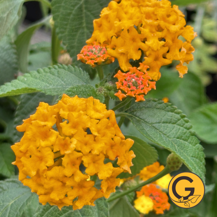 Lantana 'Bloomify Orange' // Pre-Order