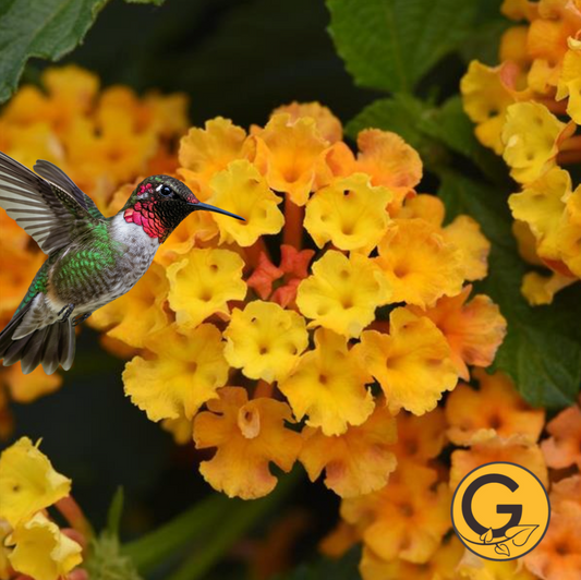 Lantana 'Bloomify Orange' // Pre-Order