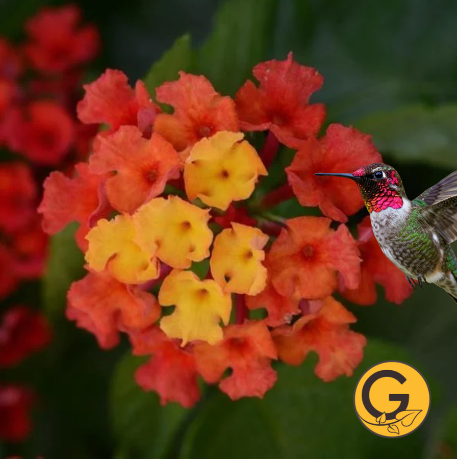 Lantana 'Bloomify Red' // Pre-Order