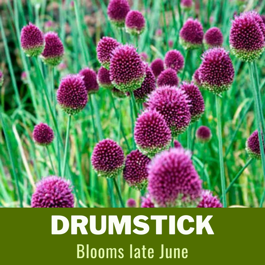 Allium 'Drumstick' // Pre-Order