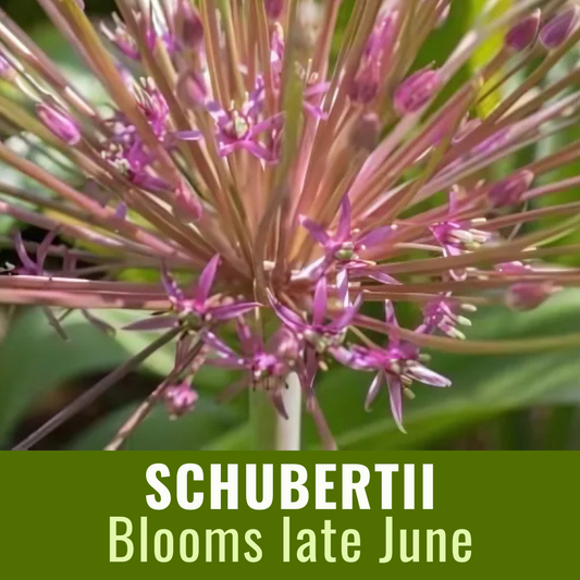 Allium 'Schubertii' // Pre-Order