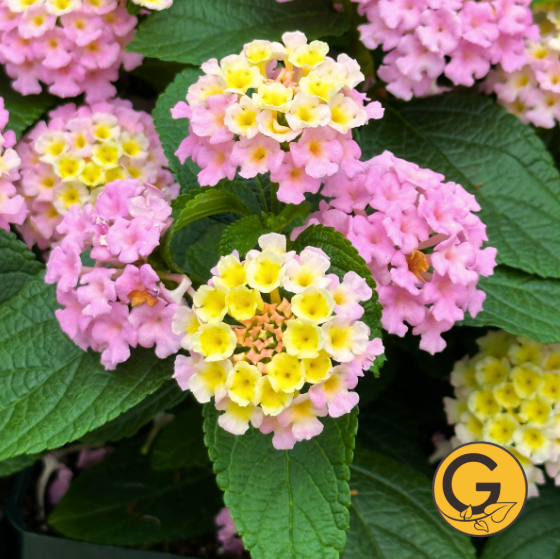 Lantana 'Bloomify Pink' // Pre-Order