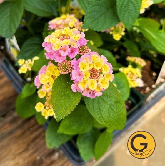 Lantana 'Bloomify Pink' // Pre-Order