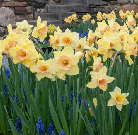 Daffodil Tom Pouce