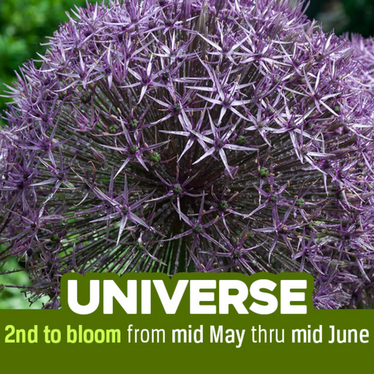 Allium 'Universe' // Pre-Order