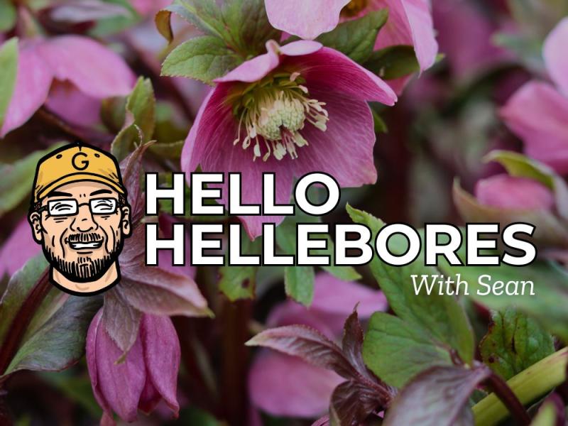 Hello Hellebores with Sean