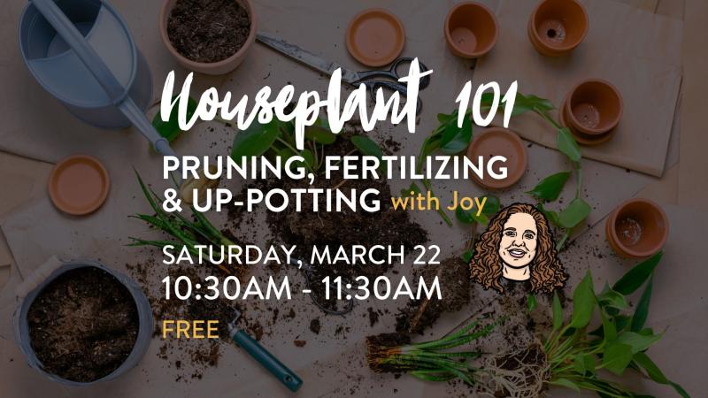 Houseplant Pruning, Up-potting & Fertilizing with Houseplant Guru Joy