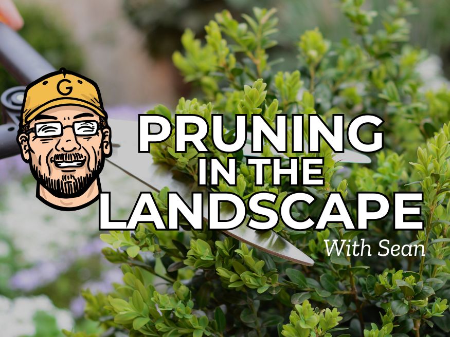 Pruning in the Landscape with Sean