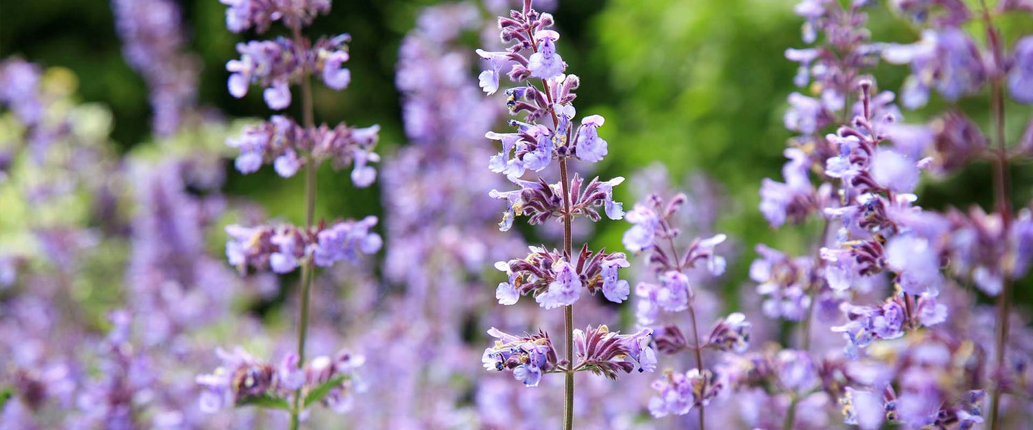 Nepeta aka Catmint: An Easy Garden Favorite