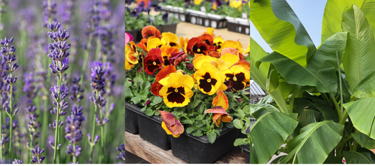 Let's Talk Your Late April Garden Checklist