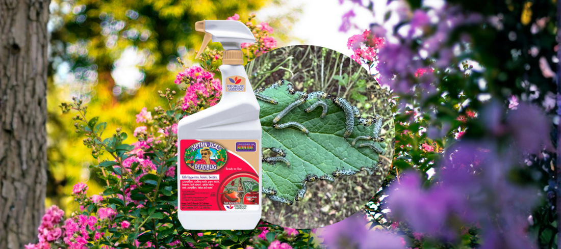 Let's Talk Early Prevention for a Better Garden