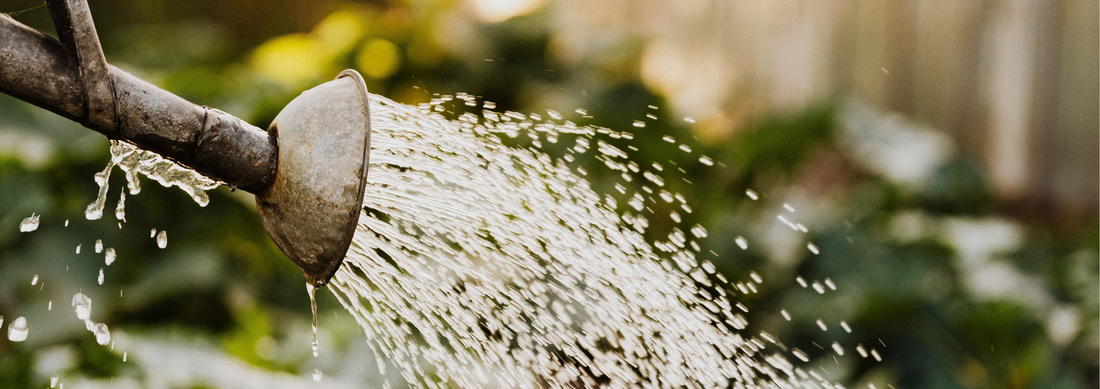 Beat the Heat & Keep your Plants Thriving this July!☀️