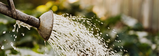 Beat the Heat & Keep your Plants Thriving this July!☀️
