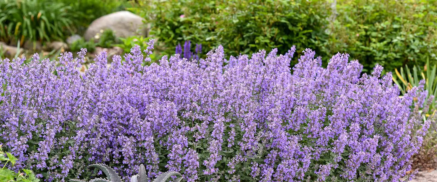 Compact Nepeta