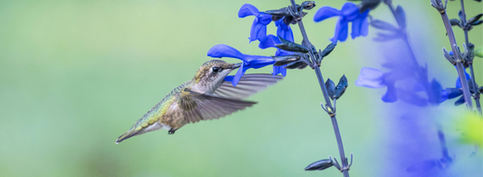 Let's Talk Hummingbirds!