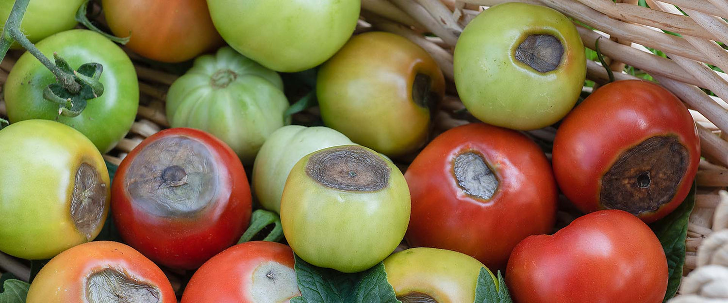 What to Look For in Your August Garden: Rots and Spots
