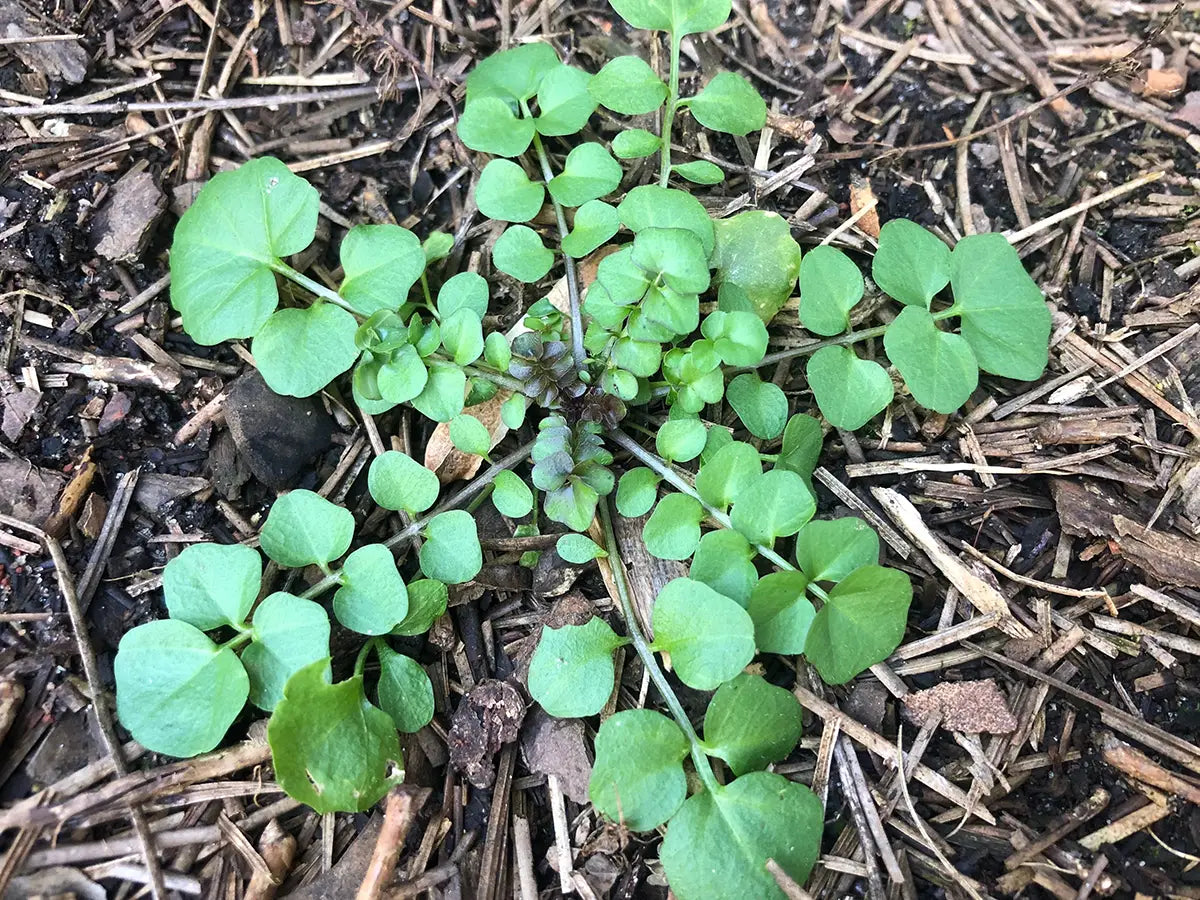 Weed Hairy Bittercress