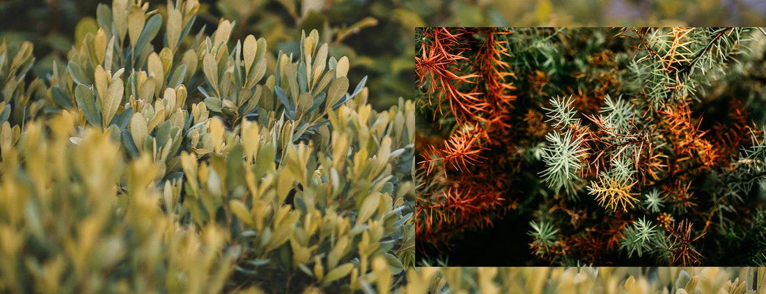 Let's Talk Winter Injury on Evergreens In The Landscape and Containers