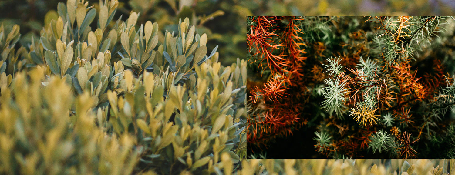 Let's Talk Winter Injury on Evergreens In The Landscape and Containers