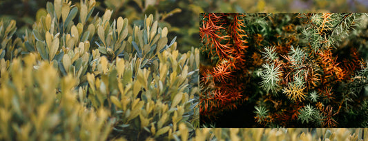 Let's Talk Winter Injury on Evergreens In The Landscape and Containers