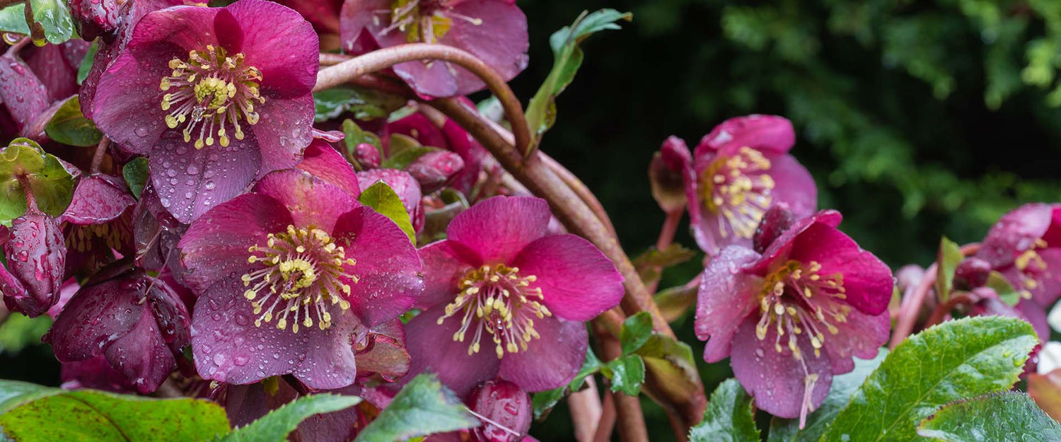 Growing hellebores in Connecticut