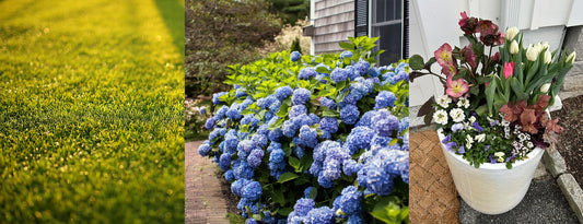 Let's Talk Lawns, Shrubs and Container Planting
