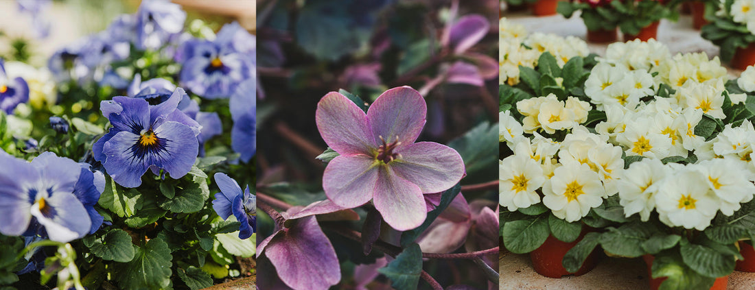 Let's Talk Early Spring Flowers