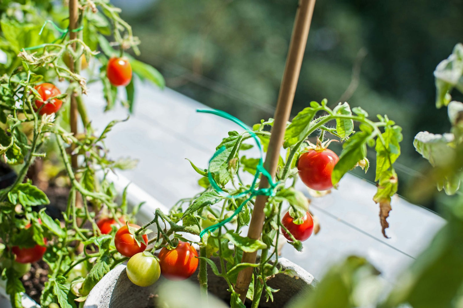 Ripe tomatoes growing on the vine in a home garden