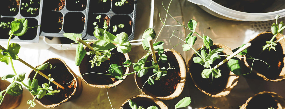 Let’s Talk Seed Starting