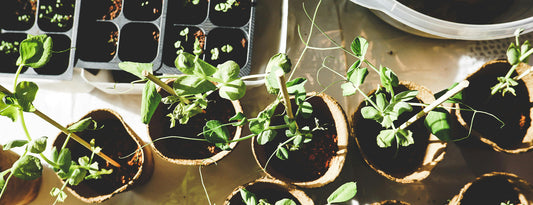 Let’s Talk Seed Starting