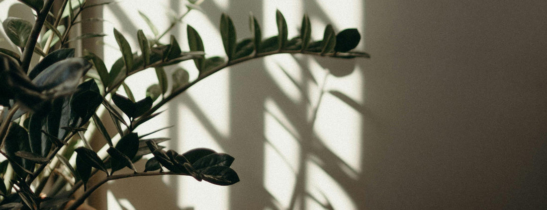 Let's Talk About Your Indoor Plants