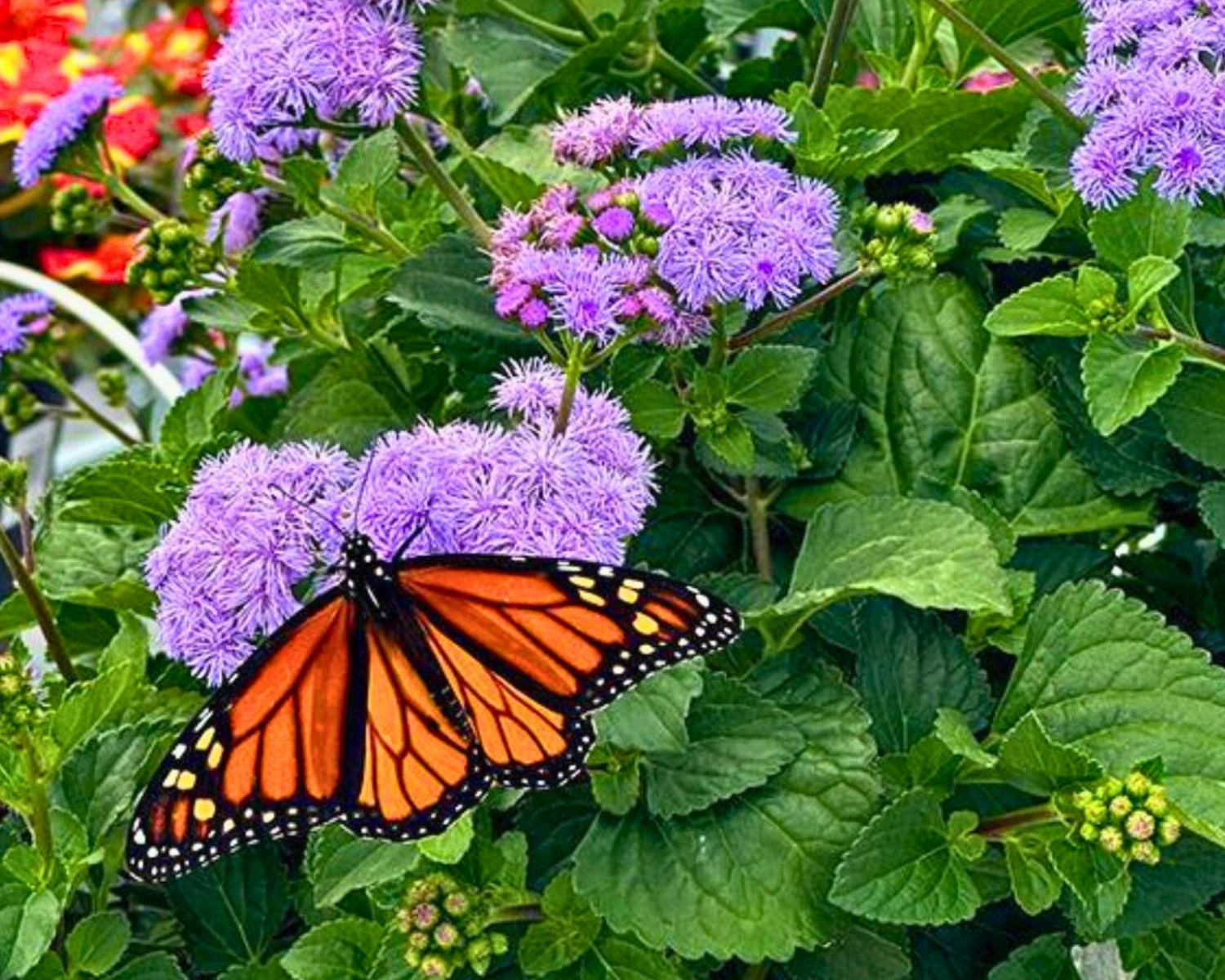 Pollinator Collection