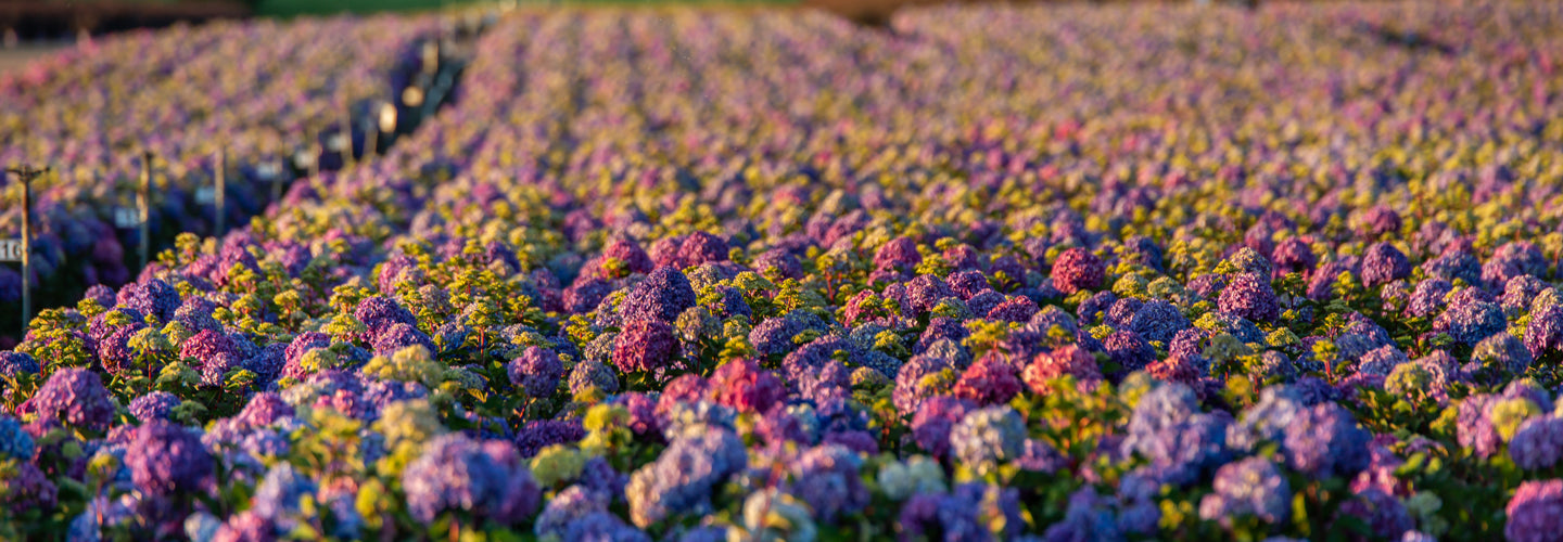 Hydrangea 2026