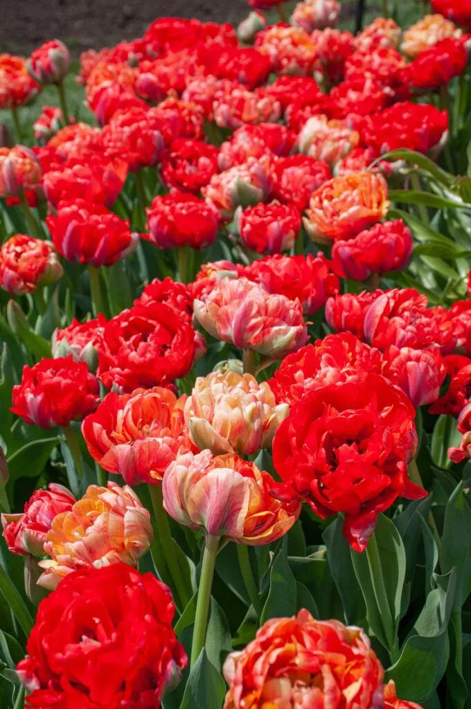 Tulip 'Moris Gudanov' // Pre-Order