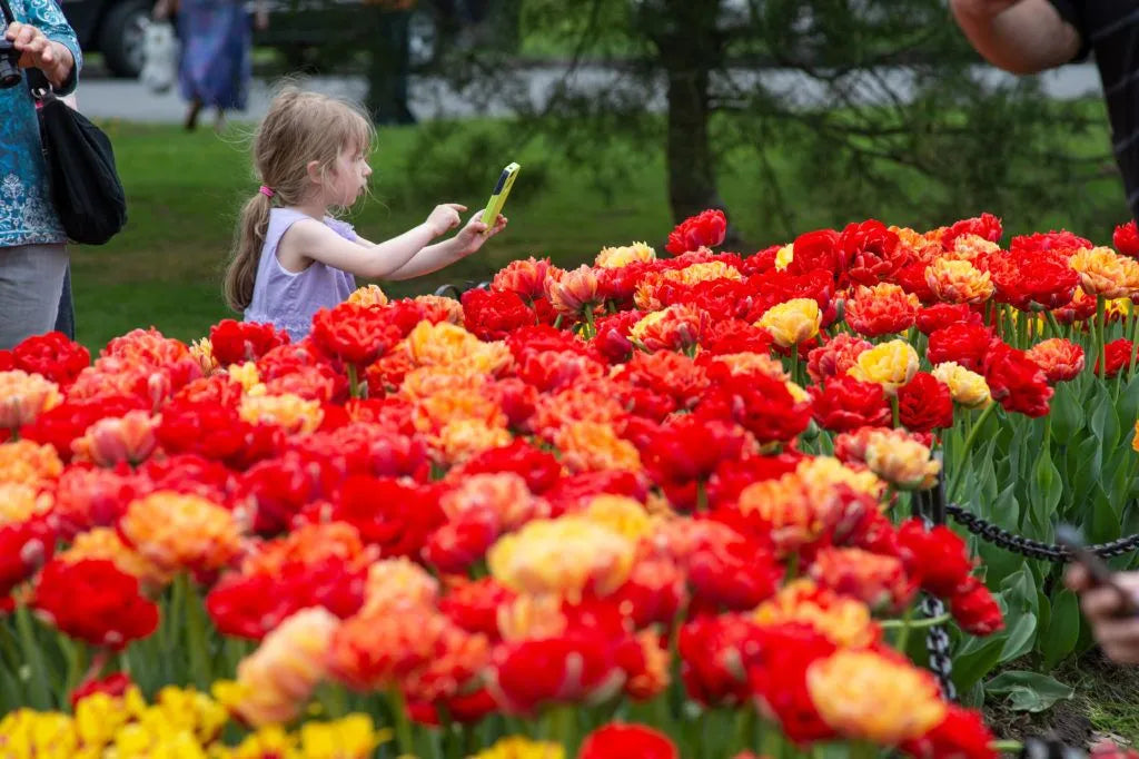 Tulip 'Moris Gudanov' // Pre-Order