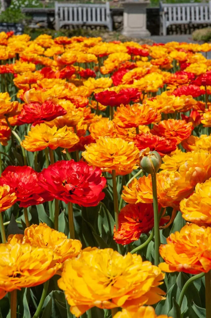 Tulip 'Sun Lover' // Pre-Order
