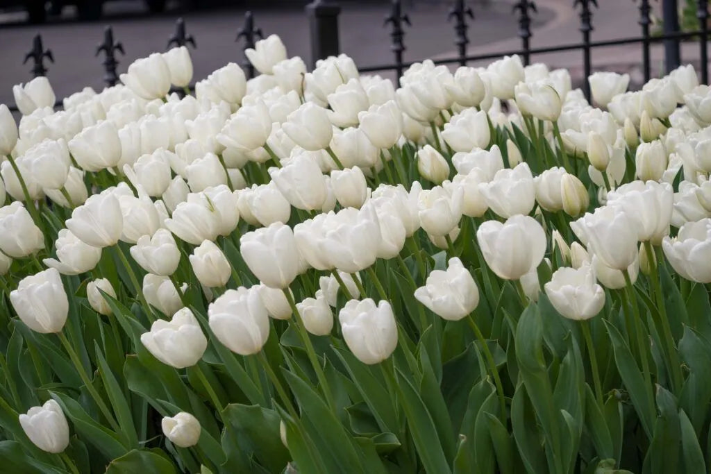 Tulip 'Hakuun' // Pre-Order