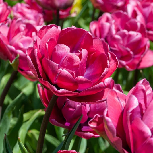 Tulip 'Rosy Diamond' // Pre-Order