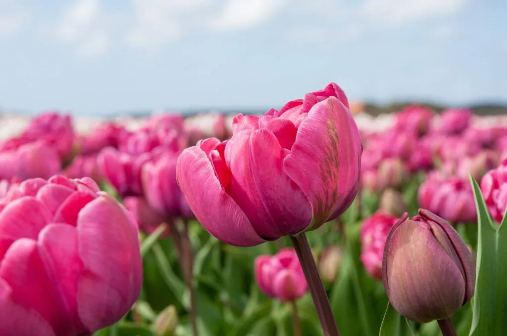 Tulip 'Rosy Diamond' // Pre-Order