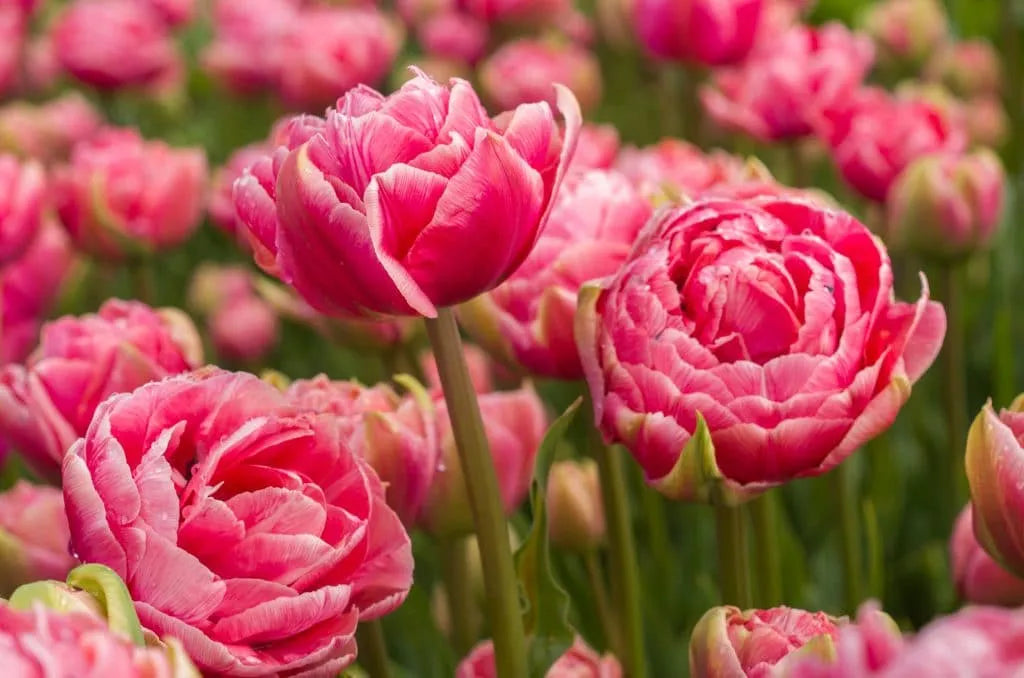 Tulip 'Aveyron' // Pre-Order