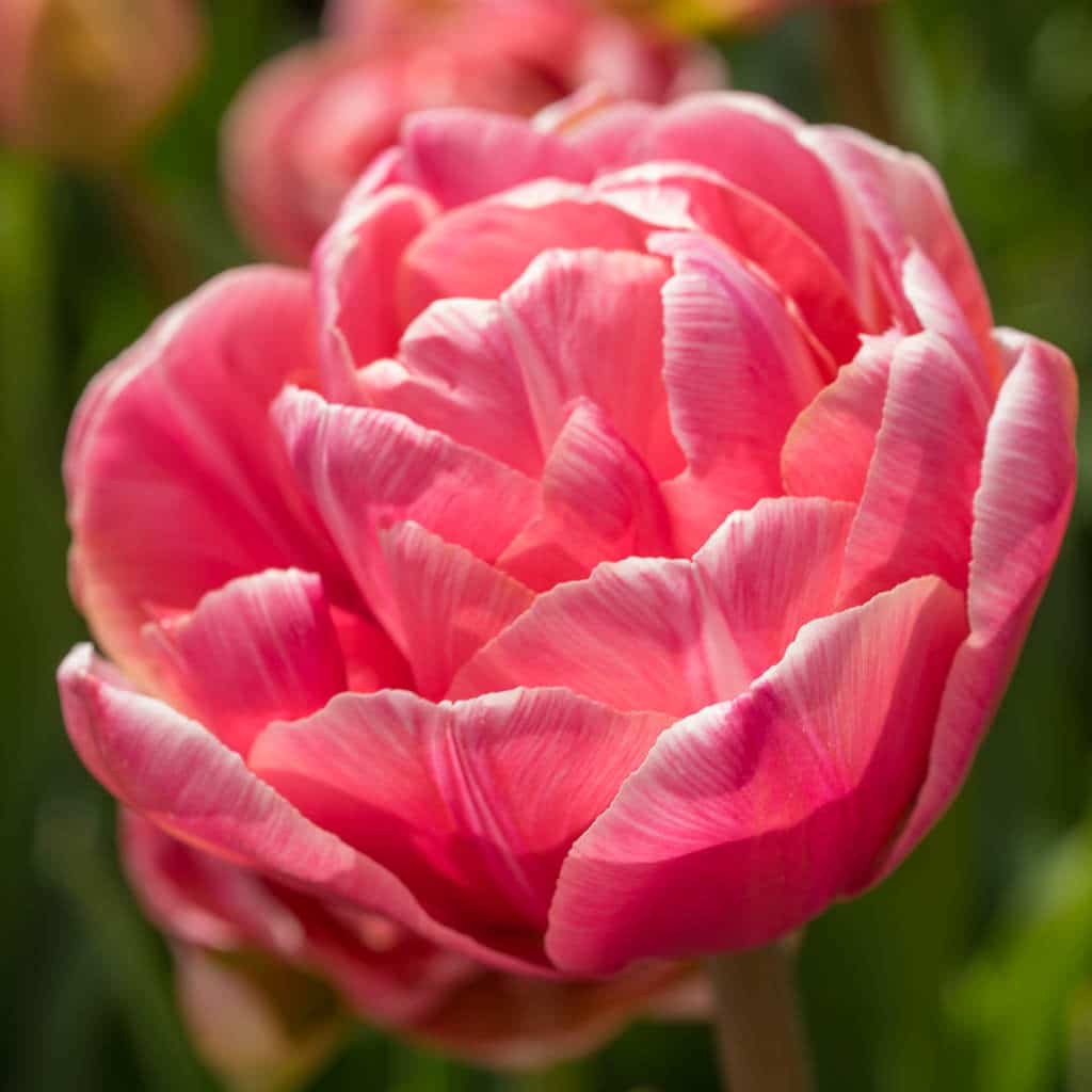 Tulip 'Aveyron' // Pre-Order