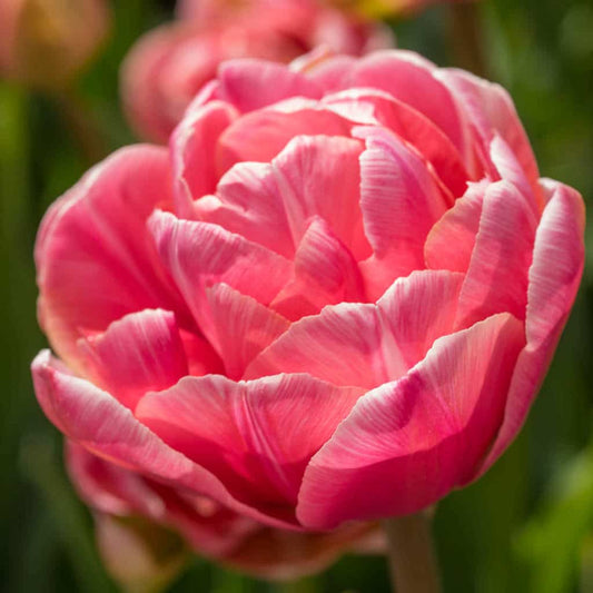Tulip 'Aveyron' // Pre-Order
